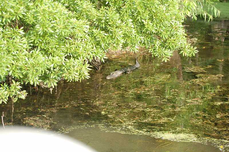 Bridge  - Spring 2006 036.JPG - One of the alligators that protects the spring's bowl.  The ranger claims they've never had an alligator attack a swimmer in the bowl's swimming area.  None of us volunteered to test his claim.